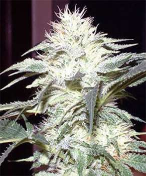 White Widow (Picture from New420Guy_Seeds..)